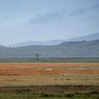 Lone Tree in a Rain Swept Landscape.