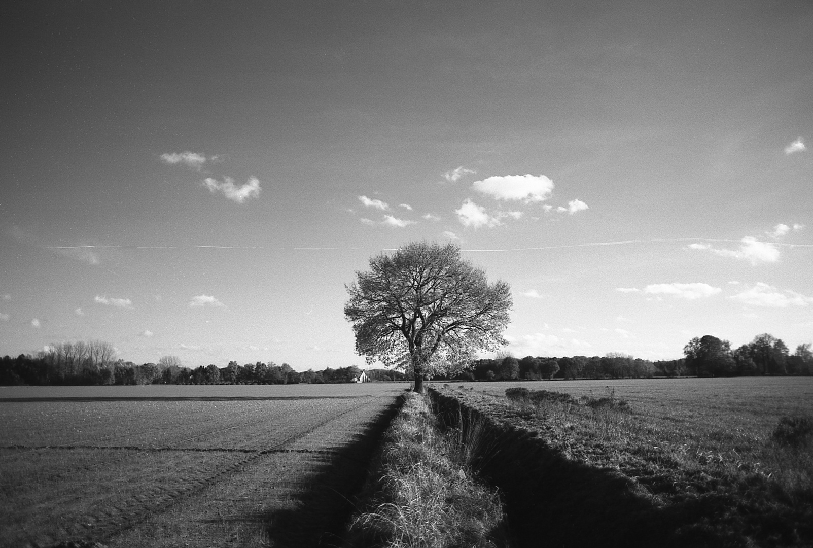 lone Tree in the Landscape