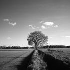 lone Tree in the Landscape