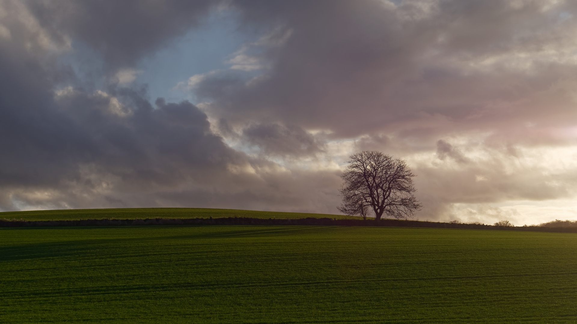 Lone tree near Ardington, Oxfordshire, UK