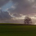 Lone tree near Ardington, Oxfordshire, UK