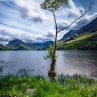 Lone Tree of Buttermere