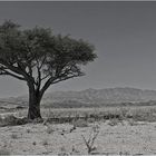 Lone Tree of Namibia