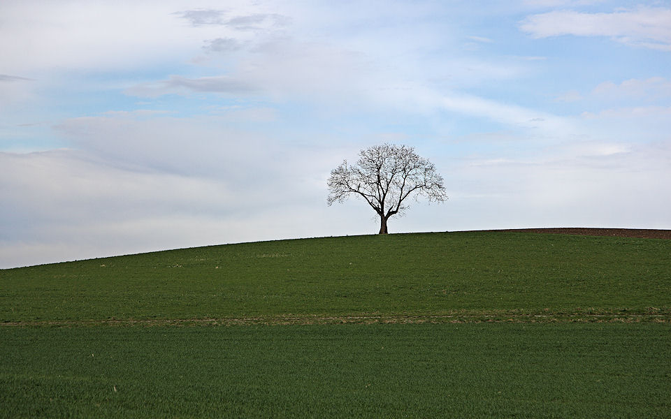 Lone tree on horizon