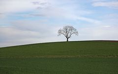 Lone tree on horizon