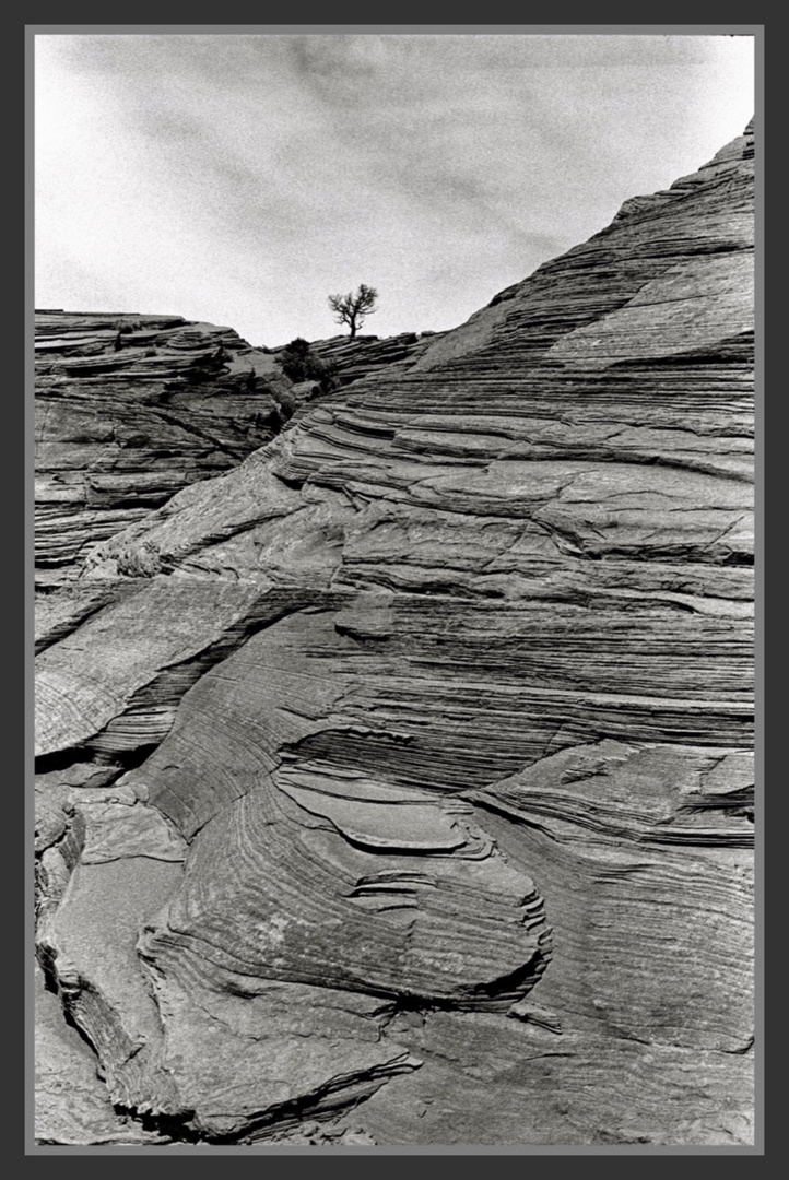 Lone tree on Utah-Arizona border. USA