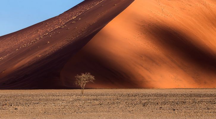 Lone Tree (Tsauchab Valley, Namibia)