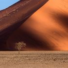 Lone Tree (Tsauchab Valley, Namibia)