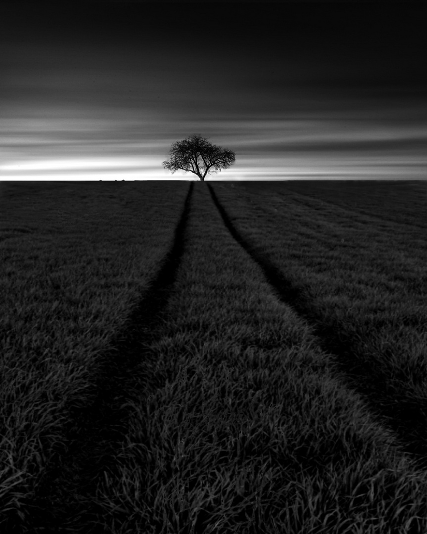 Lone tree1