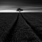 Lone tree1