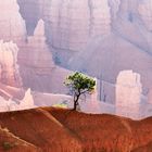 Loneley Tree, Bryce Canyon