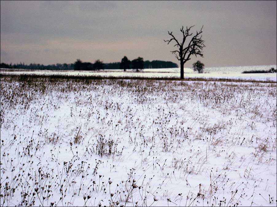 Lonelily (Damien Rice)