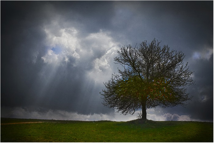 Lonelily tree