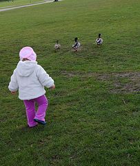 Loneliness of the long-distance Duckherd