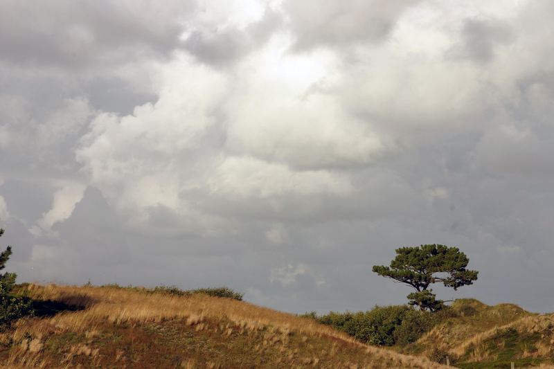 "Lonely" - Allein in den Dünen