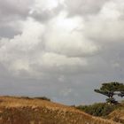 "Lonely" - Allein in den Dünen