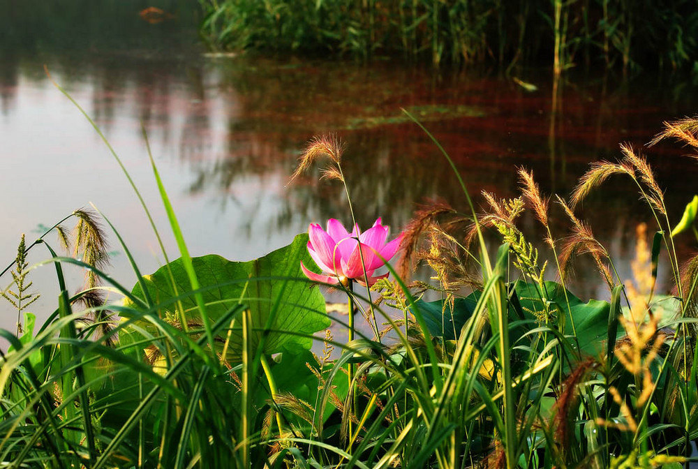 Lonely and quiet morning, a water lily in the everglade