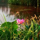Lonely and quiet morning, a water lily in the everglade