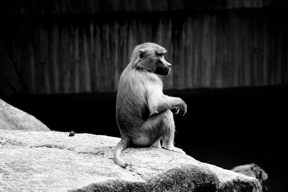 Lonely Baboon