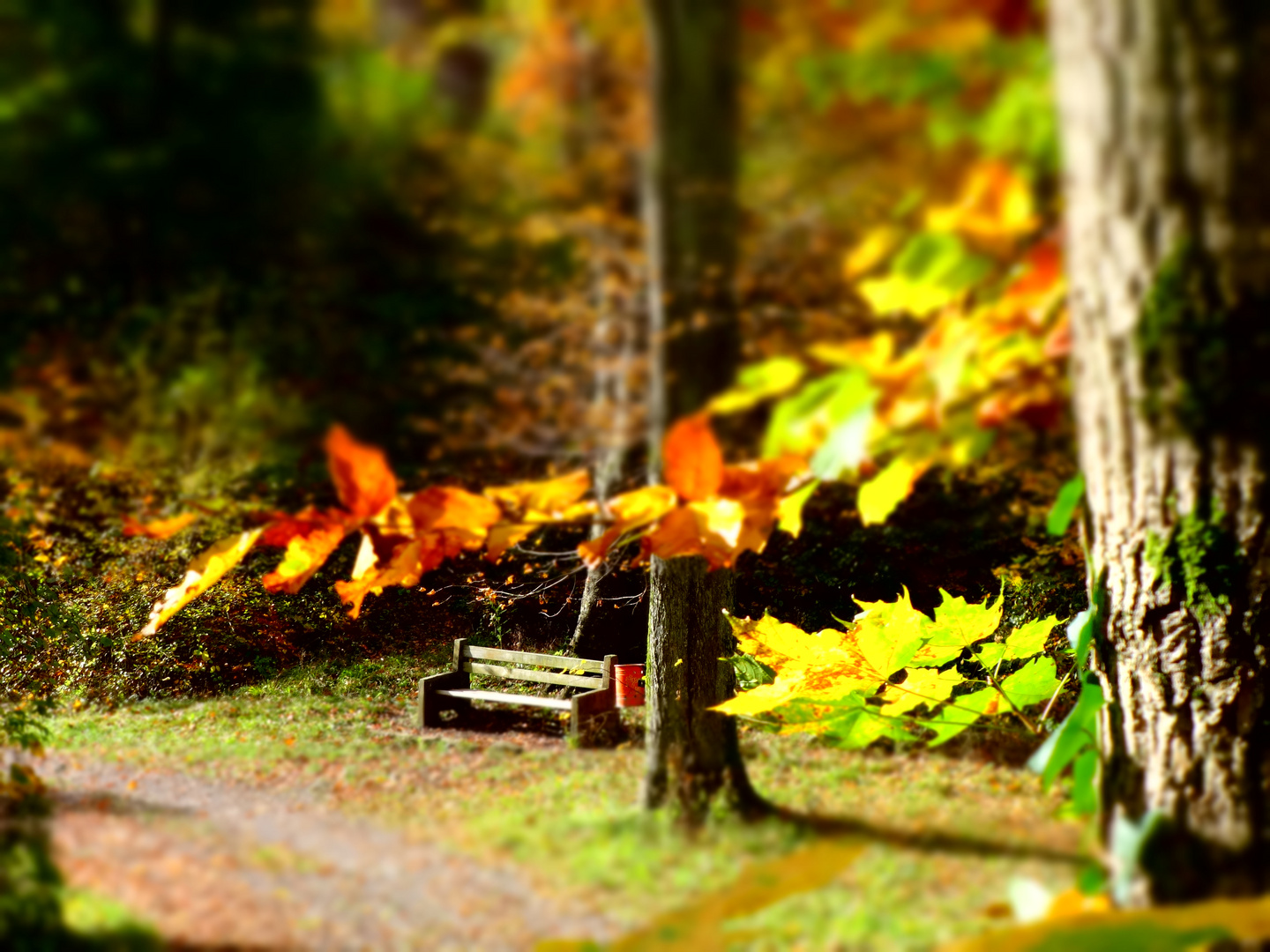 lonely bench