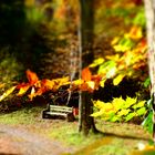 lonely bench