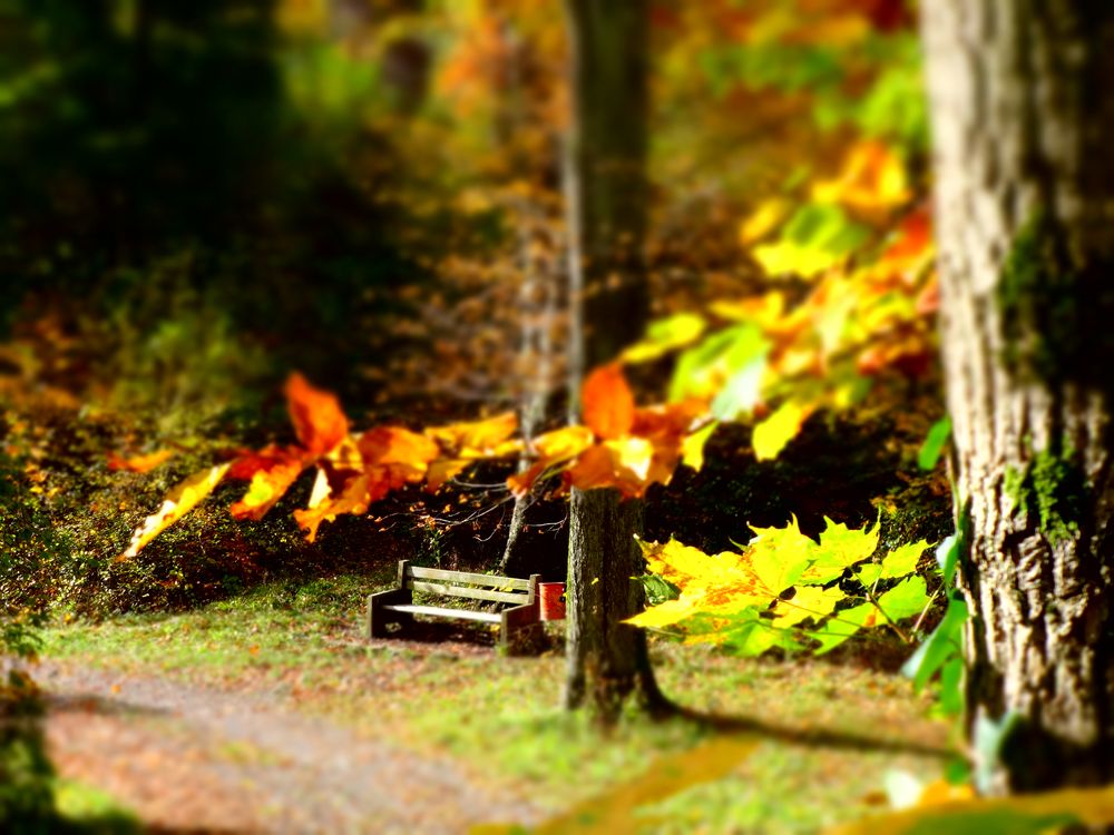 lonely bench