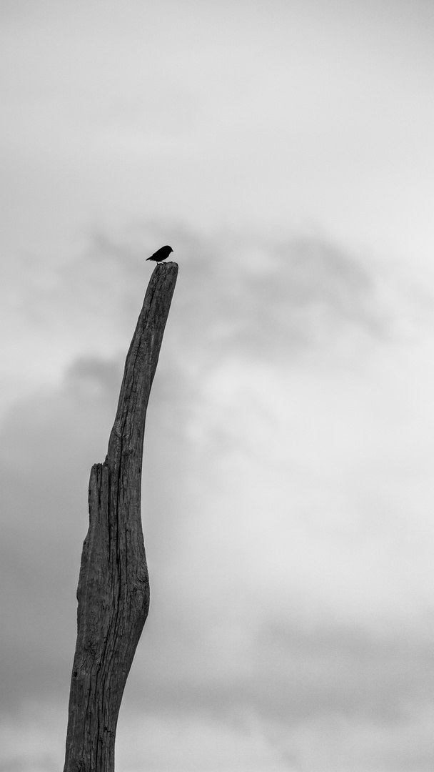 Lonely Bird