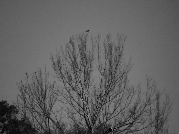 lonely bird