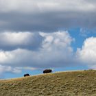 Lonely Bison