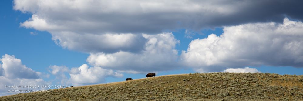 Lonely Bison