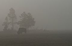 Lonely Bison at Dawn