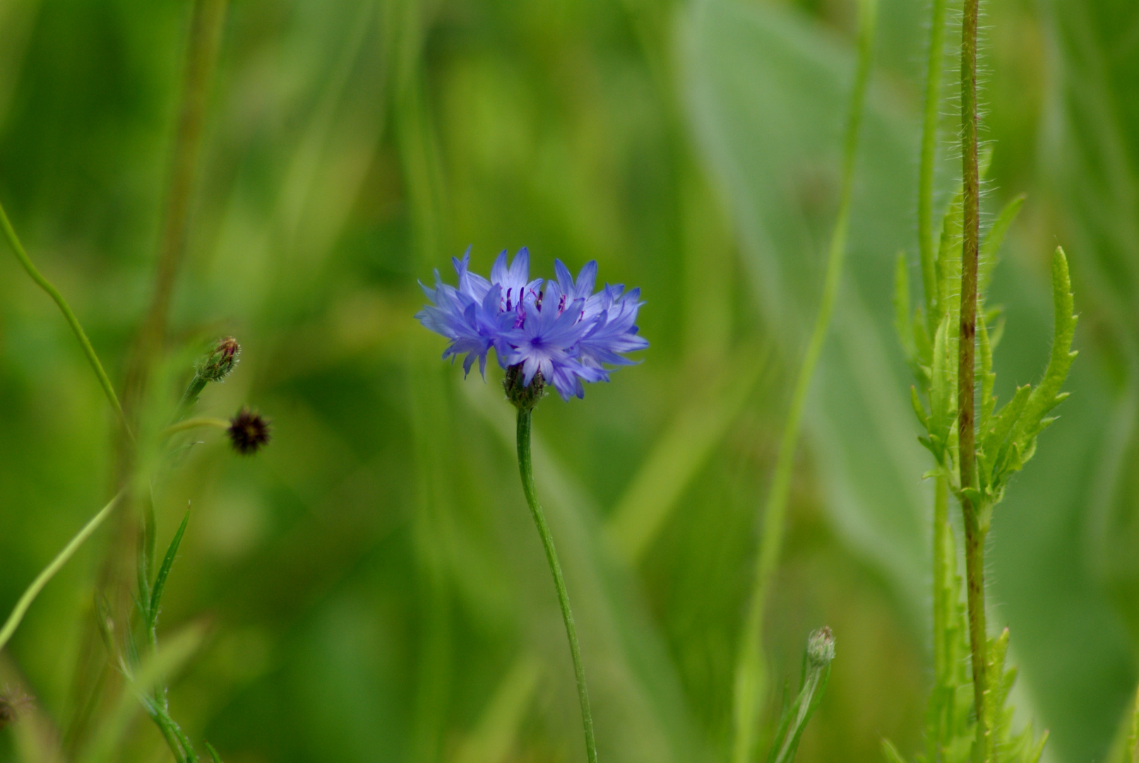 Lonely blue !