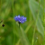 Lonely blue !