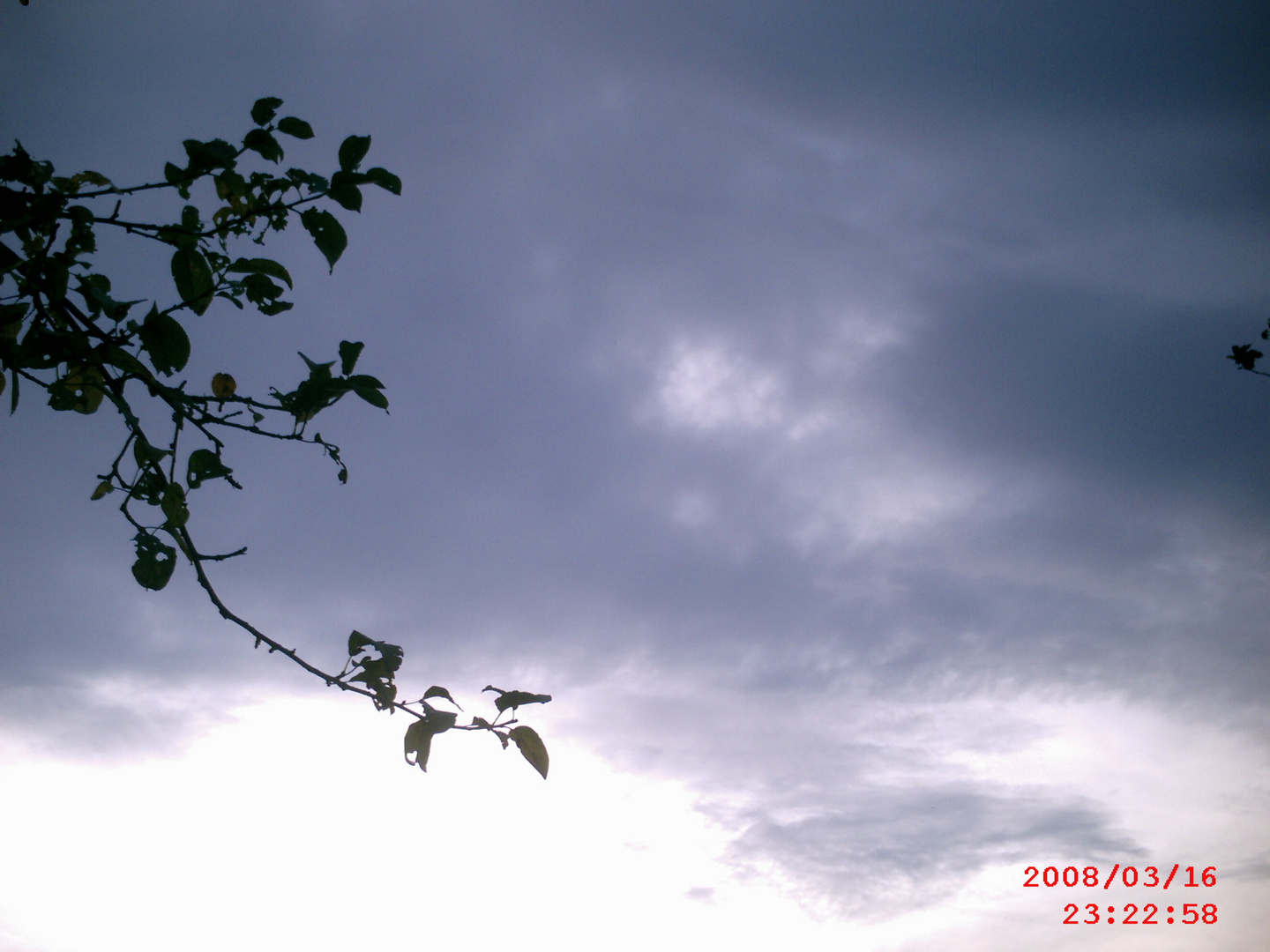 Lonely branch.