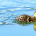 Lonely but brave duckling