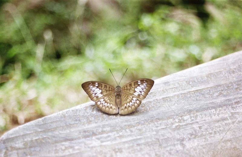 lonely butterfly