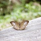 lonely butterfly