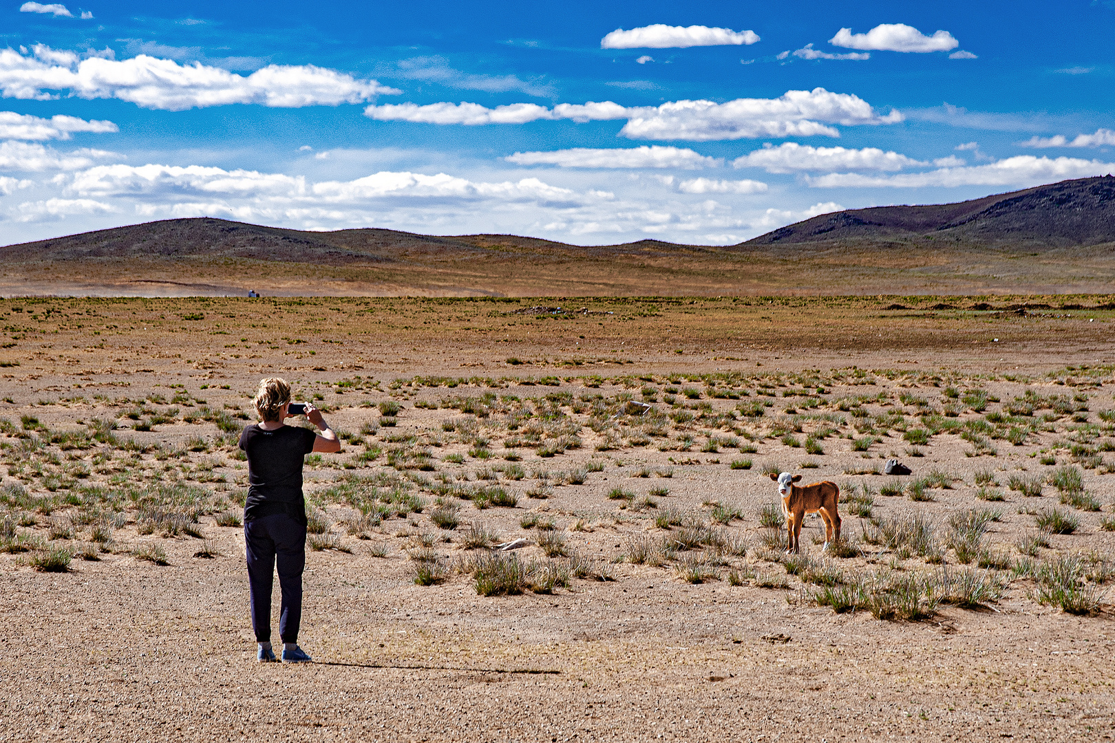 Lonely calf in the vast steppe