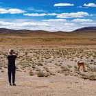 Lonely calf in the vast steppe