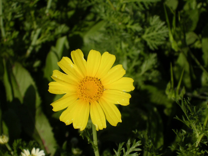 =Lonely camomile=