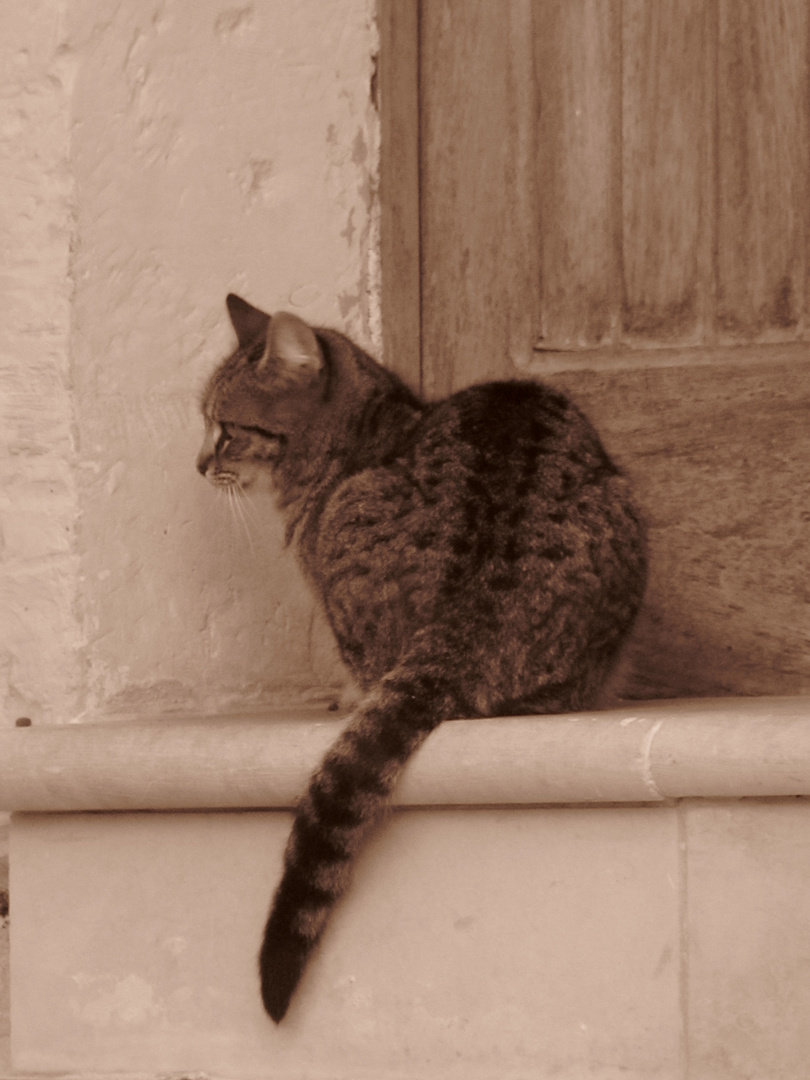 Lonely Cat Photo Image Animals Cats Pets Farm Animals Images At Photo Community Lonely Cat Photo Image Animals Cats Pets Farm Animals Images At Photo Community