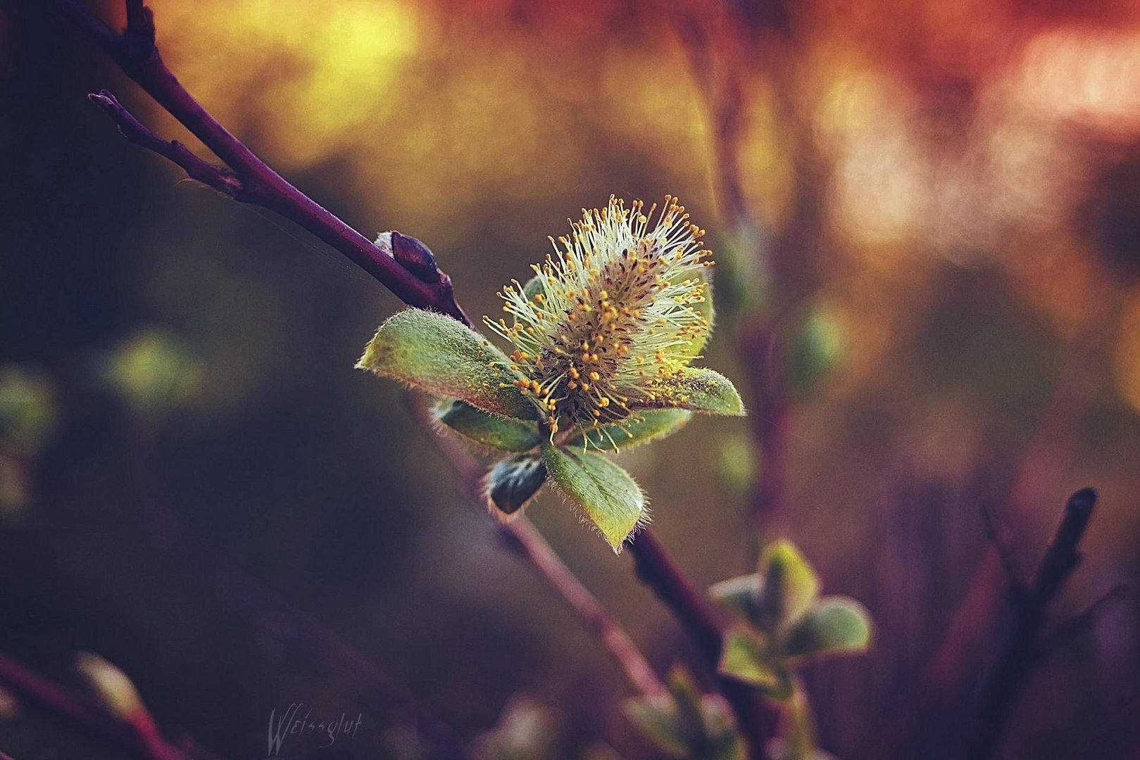 Lonely Catkin