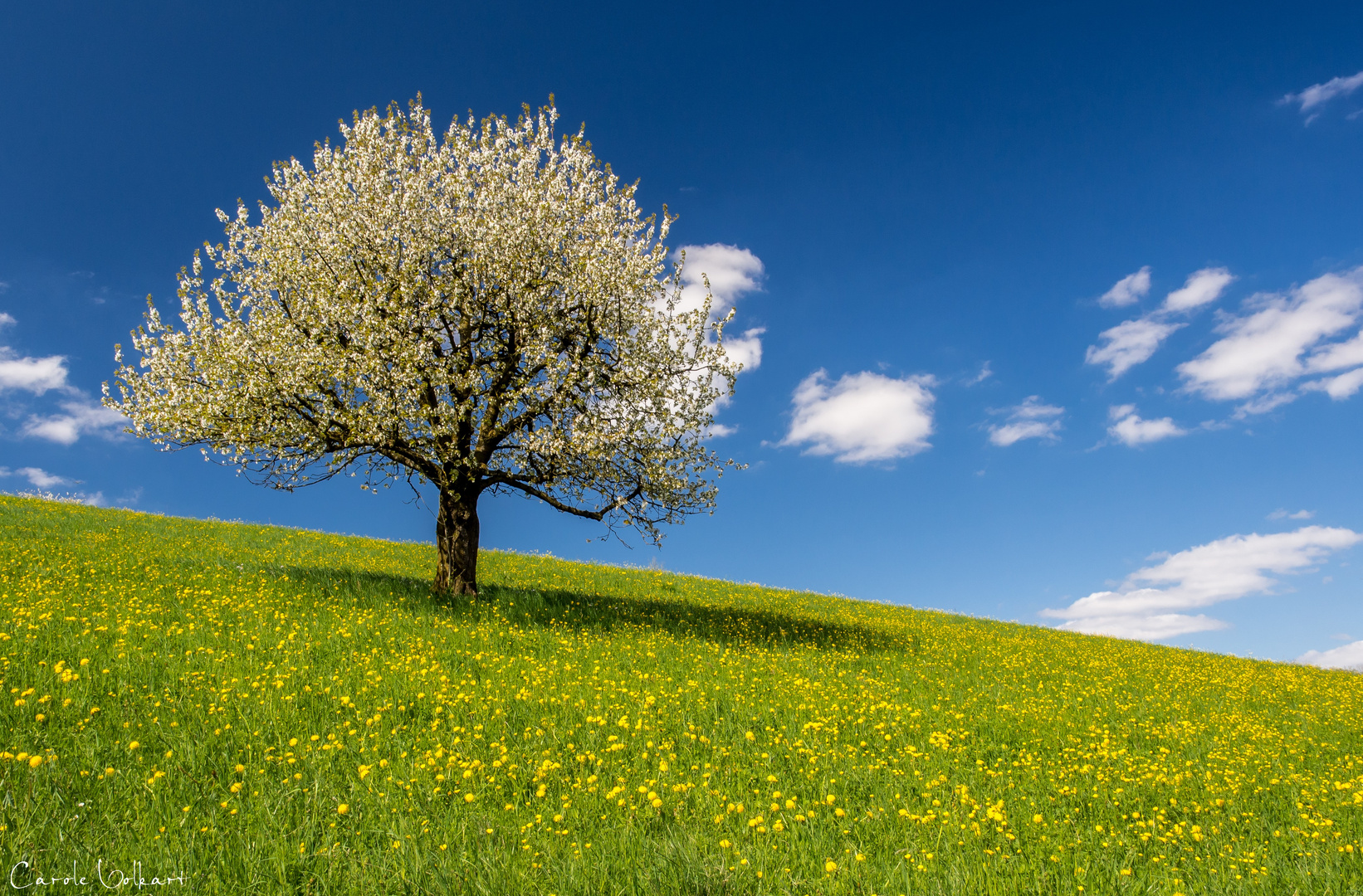 Lonely Cherry Blossom Tree