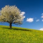 Lonely Cherry Blossom Tree