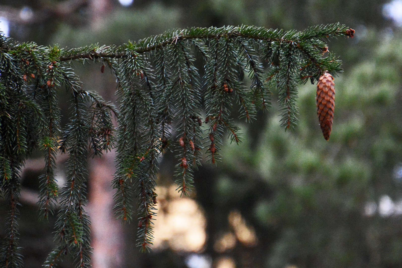 Lonely cone