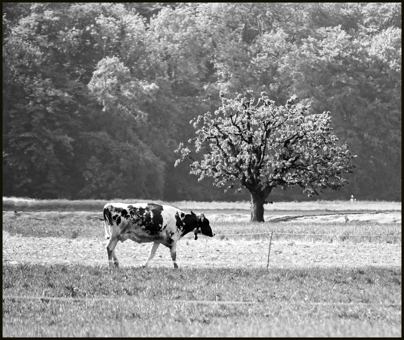 Lonely cow