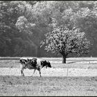 Lonely cow