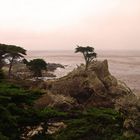 Lonely Cypress - 17 Mile Drive