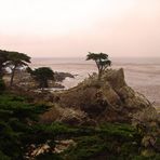Lonely Cypress - 17 Mile Drive