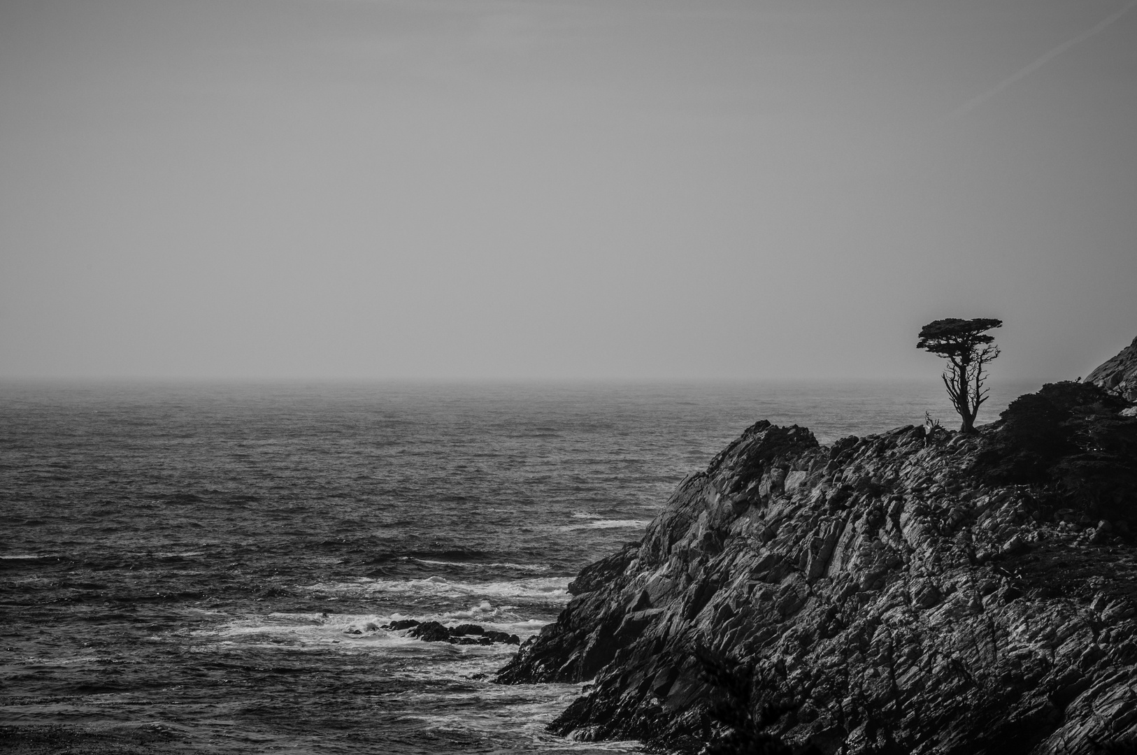 Lonely Cypress